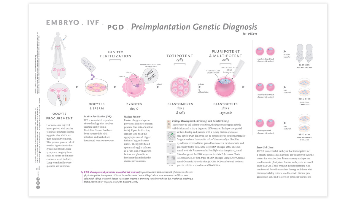 Embryonic sources of stem cells